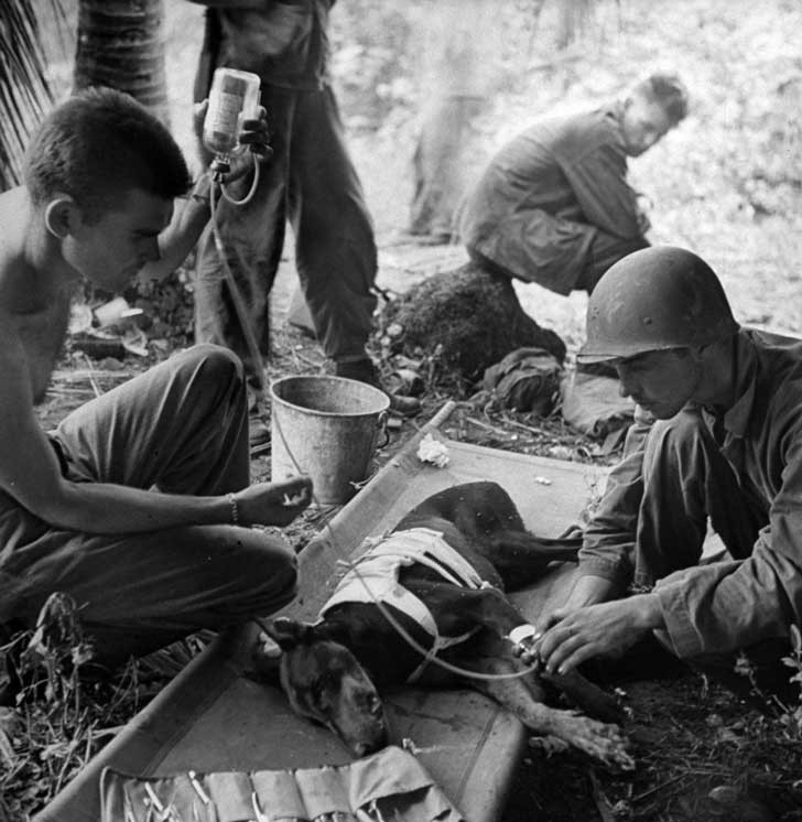 Esses combatentes estão cuidando de um cão ferido em 1944.