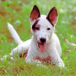 Cachorros-Vacinação