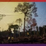 Área de floresta derrubada e queimada e vista na zona rural do município de Apuí, Amazonas. (Foto: Bruno Kelly/Amazônia Real/10/08/2020)