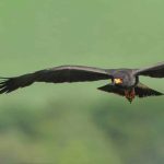 pauloguerracaramujeironamarambaia