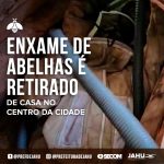 Remoção de Colmeia em Jahu